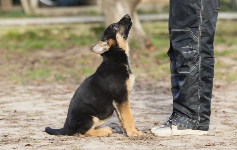 6 Training Tips for New Puppy Owners Greensboro Vet
