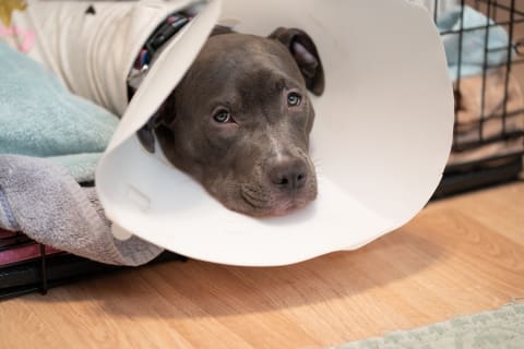 pain after neutering 