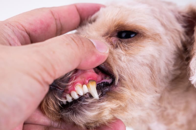 a person checking dog's teeth