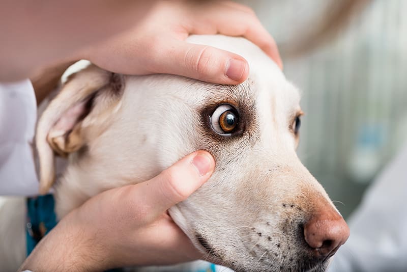 How Do You Know If Your Dog Is Immune To Common Illnesses 