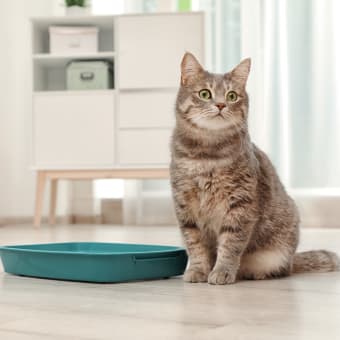 Feline Urinary Tract Disease: What You Need to Know