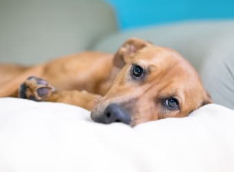 Preventing Heartworm Disease in Pets