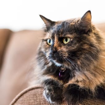 Can cats get Cushing's Disease?