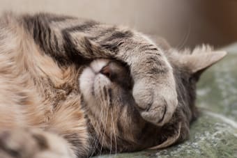 Anemia in Cats: Causes, Symptoms and Treatment