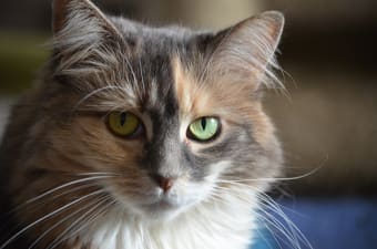 What are the signs of asthma in cats?