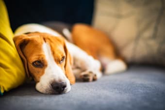 Preventing Heartworm Disease in Your Pet