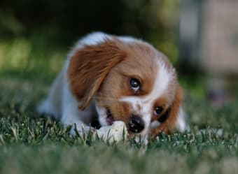 Why Does My Dog Eat Grass?