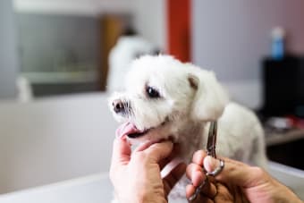 Grooming Your Dog at Home