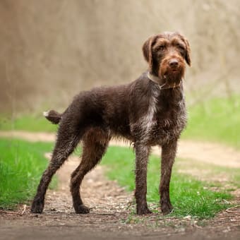 Tick Fever in Dogs - Symptoms & Treatment