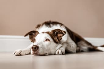 Anemia in Dogs