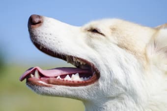 Why You Should Have Your Dog's Teeth Cleaned