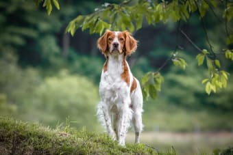 About Ehrlichiosis in Dogs