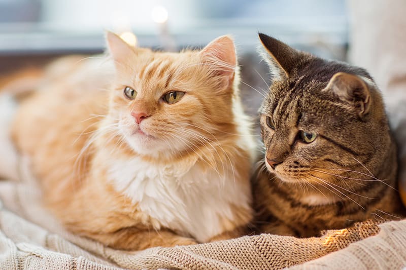 Treatment for irritable outlet bowel syndrome in cats