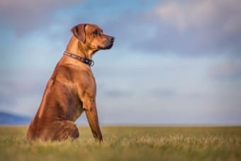 Babesiosis in Dogs: Symptoms and Treatments