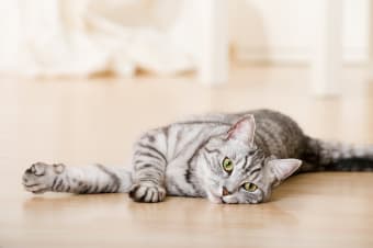 Anemia in Cats: Signs, Symptoms and Treatments