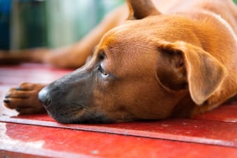 How to Treat Anemia in Dogs