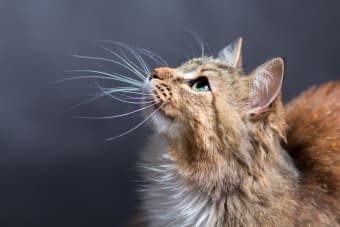 Is your cat suffering from hypothyroidism?