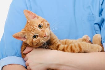 What are some common cat illnesses & symptoms?