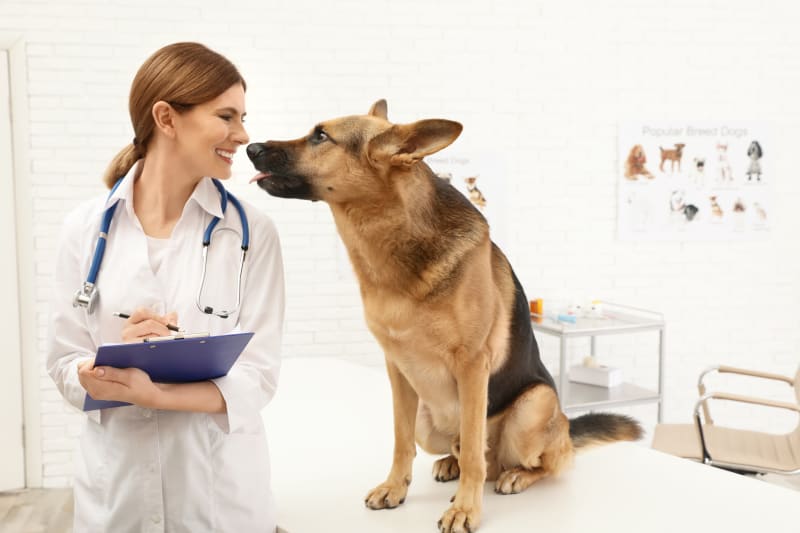 Preventive Health Care Guidelines for Dogs South Wilton Vets