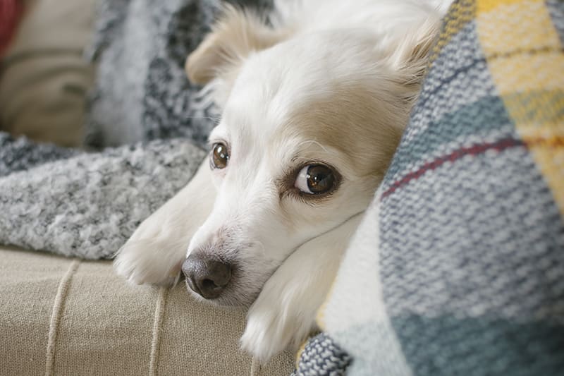 What is the best way to manage my dog's pain after neutering?