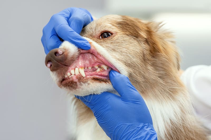 How To Keep Your Dog's Teeth & Gums Healthy Collingwood Vet