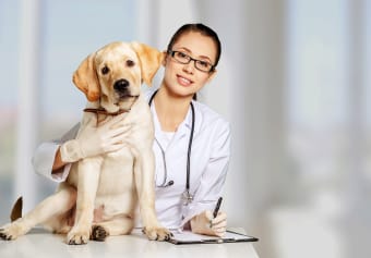 Why should I take my pet to the vet for a fecal exam?