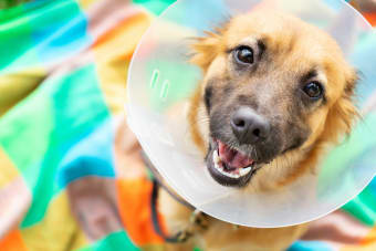 Managing Your Dog's Pain After Neutering