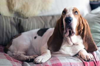 What To Do About Ear Infection in Dogs