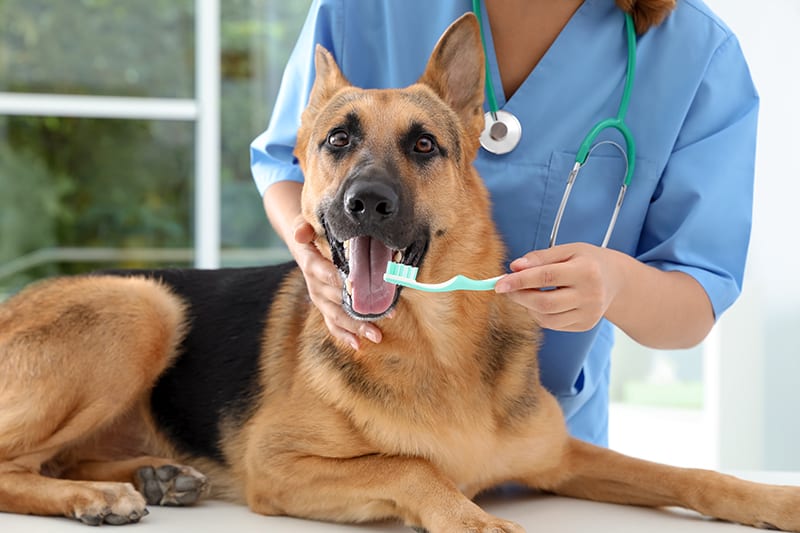 Dog Teeth Cleaning & Dental Exams Seattle Vet Northgate Veterinary Clinic