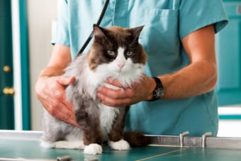 Hernias in Cats: Causes, Symptoms & Surgery