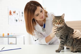 Why are routine exams and regular vet checkups important?