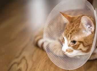 what can you give a cat for pain after surgery