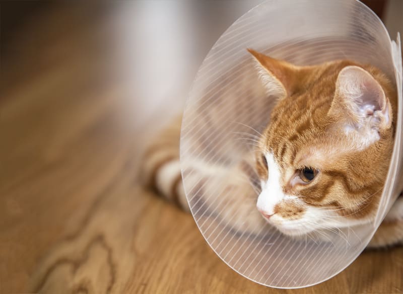 Caring For Your Cat After Surgery West Chester Veterinary Medical Center