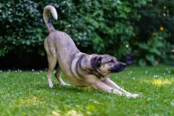 IVDD In Dogs: Symptoms and Treatments