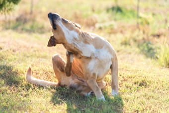 Skin Problems in Dogs: Itching, Scratching and More