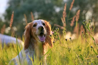 Heatstroke in Dogs: Symptoms, Causes & What to Do