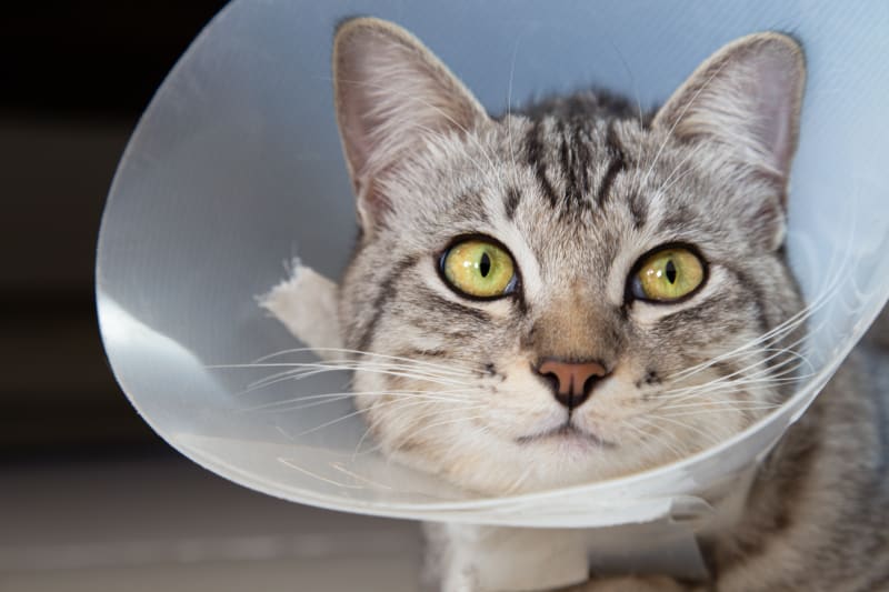 What age should you spay or neuter your cat?