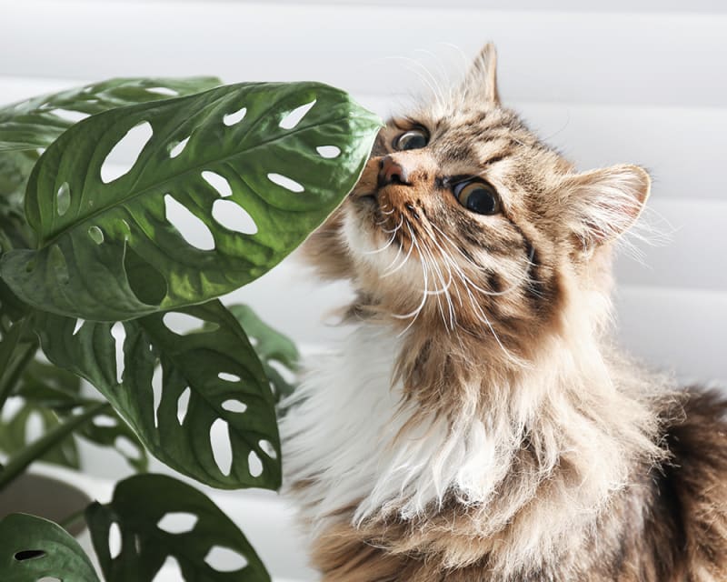 Plants That Are Toxic to Cats