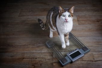 Is My Cat Overweight?