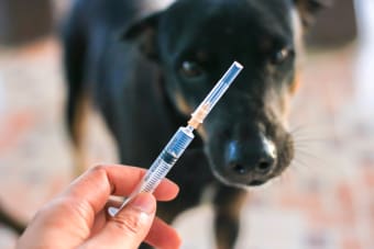 Dog Vaccinations: A Schedule for Every Life Stage