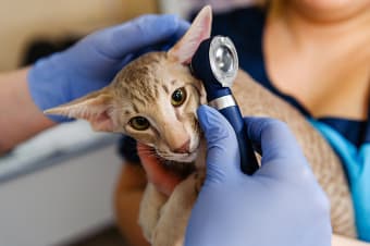 Signs of Ear Infection in Cats