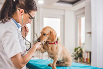 What qualifications should I look for in a vet?