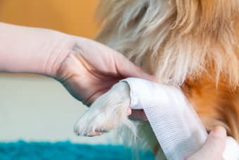 Signs That Your Pet Needs Emergency Veterinary Care