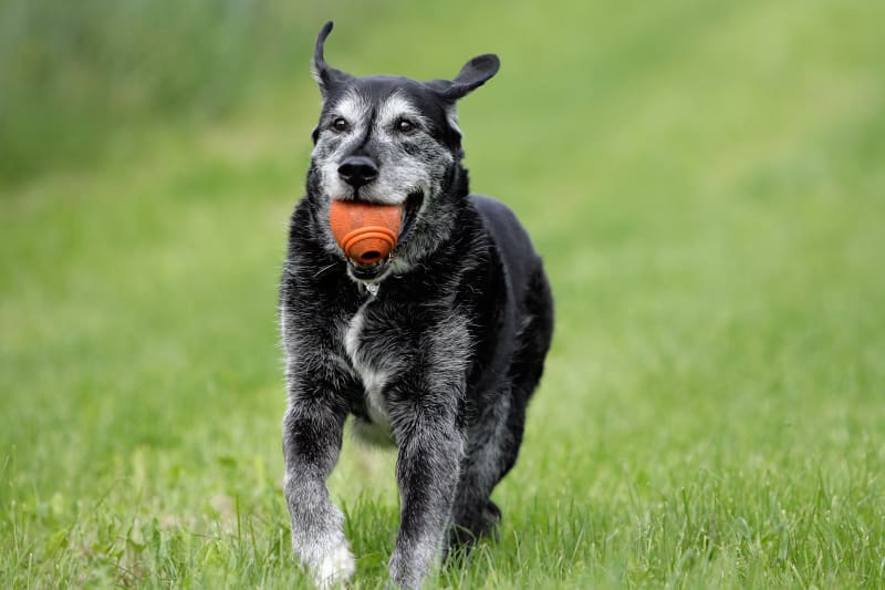 Dog Joint Pain Causes And Symptoms Of Joint Pain In Dogs