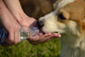 Signs and Symptoms of Heatstroke in Dogs