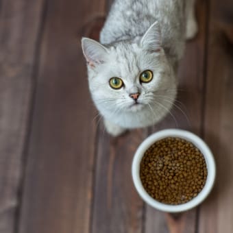 3 Reasons Your Cat Won't Eat