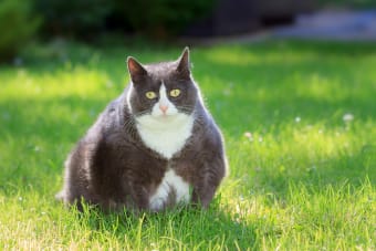 Help! Is My Cat Overweight?