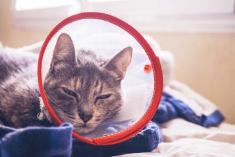 Help Your Cat Recover From Surgery