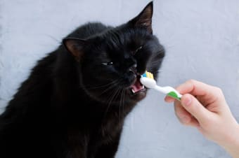 Cat Dental Health: What Every Owner Should Know About Cats' Dental Hygiene