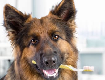 Dog Dental Care - How to Take Care of Your Dog's Teeth